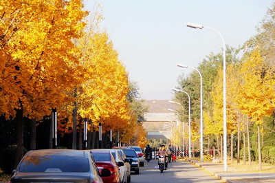 觀華北最大銀杏林 賞暮秋落葉已繽紛--自駕邢臺(tái)市欒卸萬畝銀杏林