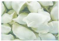 生產速凍食品-速凍食品、大臭速凍食品、速凍食品生產廠家-邢臺天香食品