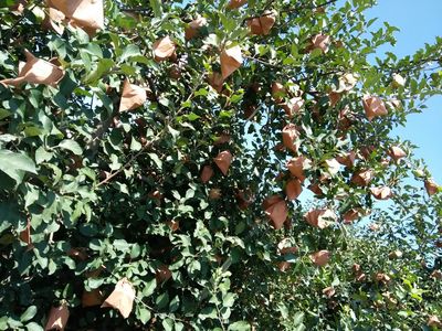 薄皮核桃河北邢臺(tái)內(nèi)丘縣_批發(fā)_供應(yīng)-一畝田農(nóng)業(yè)網(wǎng)_專業(yè)的農(nóng)產(chǎn)品信息商務(wù)平臺(tái)