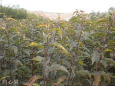 走進邢臺 匠心獨具的地方特色產品展示