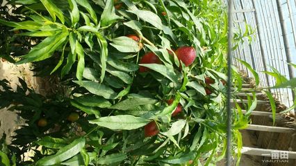 中油4號油桃河北邢臺市威縣批發供應信息