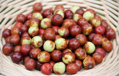 邢棗仁 邢臺道地藥材的養生瑰寶